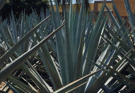 blue agave