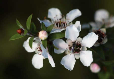 Manuka_flowers_and_native_bee-1024x743