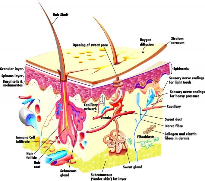 BNF questions efficacy of oral beauty ingredients - NP NEWS | The ...