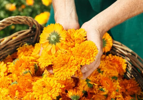 Calendula