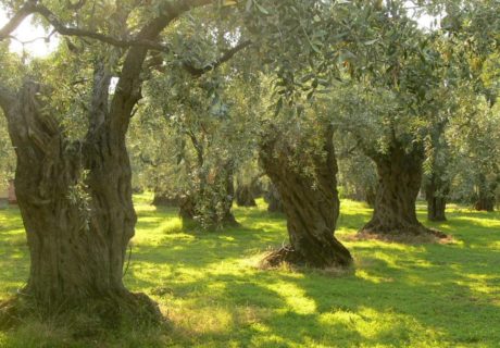 olive leaf extract