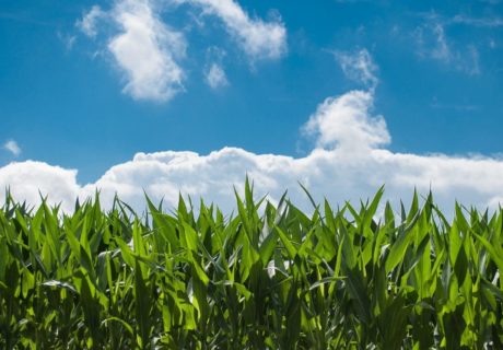 corn field